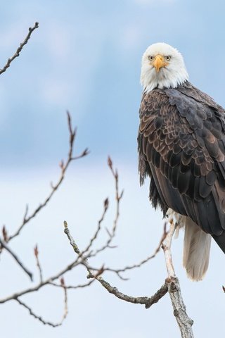 Обои снег, зима, ветки, птица, голубой фон, белоголовый орлан, хищная, snow, winter, branches, bird, blue background, bald eagle, predatory разрешение 3840x2686 Загрузить