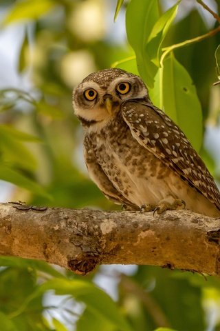 Обои сова, дерево, ветки, листва, взгляд, птица, боке, сыч, owl, tree, branches, foliage, look, bird, bokeh разрешение 3517x2345 Загрузить