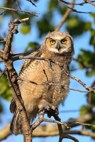 Обои сова, дерево, ветки, листва, взгляд, птица, боке, owl, tree, branches, foliage, look, bird, bokeh разрешение 3072x2048 Загрузить