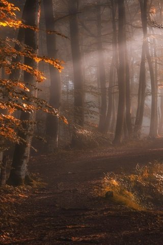 Обои свет, деревья, природа, лес, лучи, туман, осень, тропинка, light, trees, nature, forest, rays, fog, autumn, path разрешение 2500x1600 Загрузить