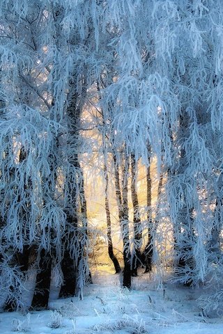 Обои свет, деревья, снег, природа, лес, зима, иней, light, trees, snow, nature, forest, winter, frost разрешение 2880x1620 Загрузить