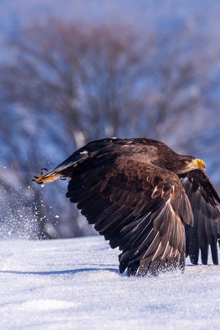 Обои свет, взлёт, деревья, перья, снег, взмах, природа, хищная, зима, крылья, орел, птица, light, the rise, trees, feathers, snow, stroke, nature, predatory, winter, wings, eagle, bird разрешение 3482x2460 Загрузить