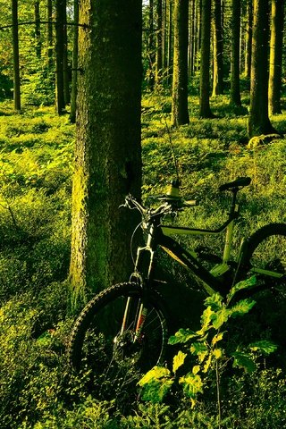 Обои свет, деревья, зелень, лес, лето, сосны, велосипед, light, trees, greens, forest, summer, pine, bike разрешение 3840x2160 Загрузить