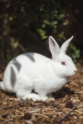 Обои свет, природа, белый, темный фон, кролик, заяц, альбинос, light, nature, white, the dark background, rabbit, hare, albino разрешение 6720x4480 Загрузить