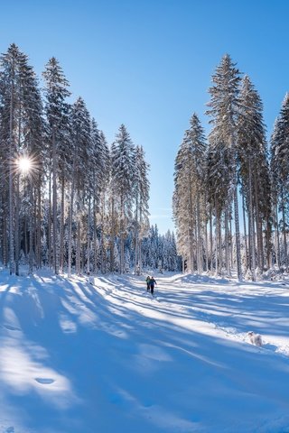 Обои свет, сосны, снег, синева, лес, сугробы, тени, зима, лыжники, лучи, лыжня, люди, иней, собака, light, pine, snow, blue, the snow, forest, shadows, winter, skiers, rays, trails, people, frost, dog разрешение 6876x4686 Загрузить