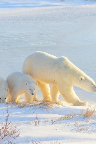 Обои свет, белый медведь, снег, медвежонок, зима, медведь, прогулка, малыши, тени, медведи, light, polar bear, snow, winter, bear, walk, kids, shadows, bears разрешение 2000x1335 Загрузить