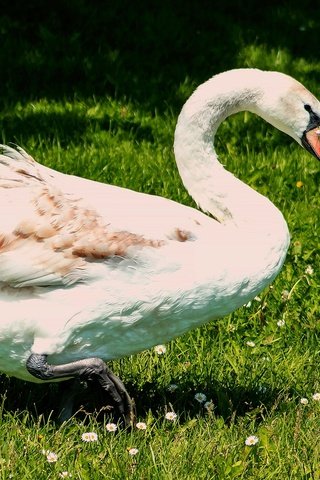 Обои свет, зелень, лето, белый, поляна, птица, лебедь, light, greens, summer, white, glade, bird, swan разрешение 2560x1440 Загрузить