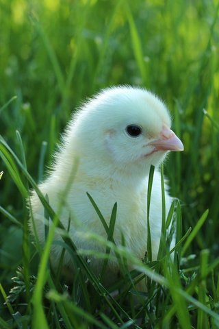 Обои трава, птенец, зелень, птица, малыш, цыплёнок, птенчик, grass, chick, greens, bird, baby, chicken разрешение 5184x3456 Загрузить