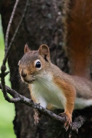 Обои ветка, природа, дерево, поза, животное, белка, зверек, грызун, branch, nature, tree, pose, animal, protein, rodent разрешение 2700x1800 Загрузить