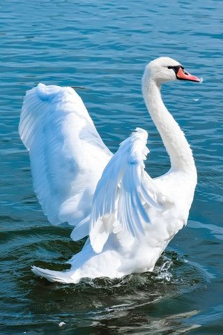 Обои вода, лебедь, озеро, взмах крыльев, природа, белый, водоем, птица, голубой фон, плавание, water, swan, lake, flap, nature, white, pond, bird, blue background, swimming разрешение 6000x4000 Загрузить