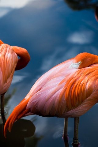 Обои вода, поза, фламинго, водоем, птицы, пара, розовый фламинго, water, pose, flamingo, pond, birds, pair, pink flamingos разрешение 4896x3264 Загрузить
