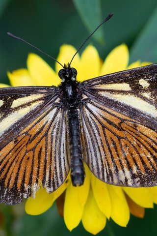 Обои желтый, макро, цветок, бабочка, yellow, macro, flower, butterfly разрешение 5706x3210 Загрузить