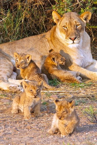 Обои хищник, большая кошка, лев, львята, львица, дикая кошка, детеныши, predator, big cat, leo, the cubs, lioness, wild cat, cubs разрешение 4928x3264 Загрузить