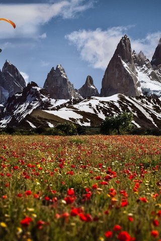 Обои цветы, горы, швейцария, маки, луга, парапланерист, flowers, mountains, switzerland, maki, meadows, paraglider разрешение 3840x2160 Загрузить