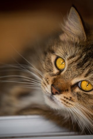 Обои кот, мордочка, усы, кошка, взгляд, пушистый, желтые глаза, cat, muzzle, mustache, look, fluffy, yellow eyes разрешение 4987x3325 Загрузить
