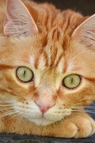 Обои портрет, кот, мордочка, усы, кошка, взгляд, рыжий, portrait, cat, muzzle, mustache, look, red разрешение 2048x1398 Загрузить