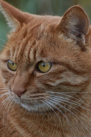 Обои кот, мордочка, усы, кошка, взгляд, рыжий, желтые глаза, cat, muzzle, mustache, look, red, yellow eyes разрешение 6000x4000 Загрузить