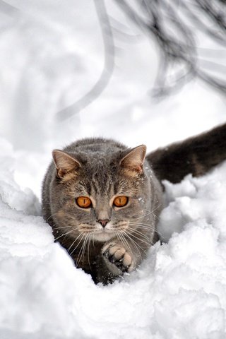 Обои снег, зима, кот, кошка, взгляд, сугроб, боке, snow, winter, cat, look, the snow, bokeh разрешение 2048x1364 Загрузить