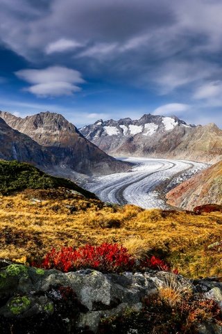 Обои цветы, горы, швейцария, альпы, ледник, алечский ледник, aletsch glacier, flowers, mountains, switzerland, alps, glacier разрешение 3872x2581 Загрузить