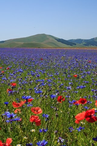 Обои цветы, горы, поле, маки, луг, италия, васильки, flowers, mountains, field, maki, meadow, italy, cornflowers разрешение 3072x2048 Загрузить