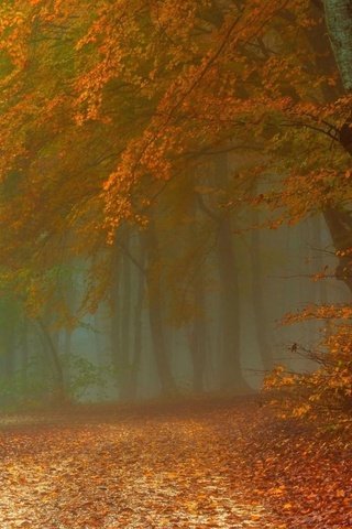 Обои дорога, деревья, природа, лес, туман, осень, road, trees, nature, forest, fog, autumn разрешение 1920x1200 Загрузить