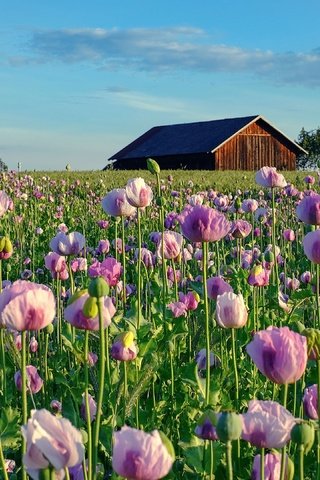 Обои небо, цветы, маки, дом, домик, плантация, маковое поле, the sky, flowers, maki, house, plantation, poppy field разрешение 3840x2160 Загрузить