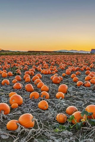 Обои поле, урожай, канада, тыква, британская колумбия, field, harvest, canada, pumpkin, british columbia разрешение 3661x2059 Загрузить