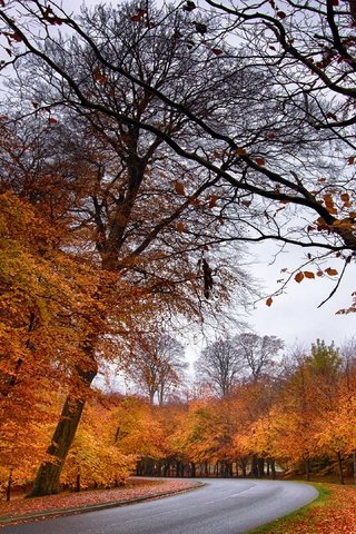 Обои лес, парк, осень, forest, park, autumn разрешение 3840x2160 Загрузить