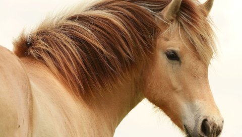 Обои лошадь, глаз, конь, грива, horse, eyes, mane разрешение 1920x1440 Загрузить