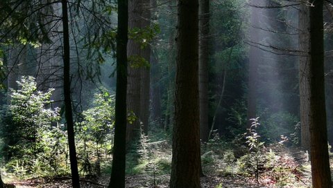 Обои свет, деревья, природа, лес, ветки, красивые обои, light, trees, nature, forest, branches, beautiful wallpaper разрешение 2560x1600 Загрузить