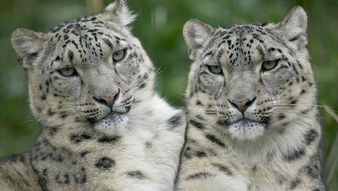 Обои взгляд, белый, леопарды, снежный барс, ирбис, look, white, leopards, snow leopard, irbis разрешение 1920x1200 Загрузить