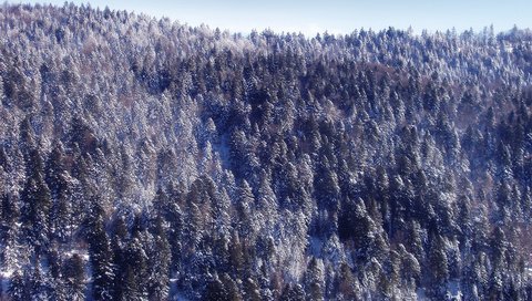 Обои снег, новый год, лес, зима, snow, new year, forest, winter разрешение 2560x1600 Загрузить