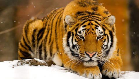 Обои тигр, снег, зима, хищник, рыжий, зверь, tiger, snow, winter, predator, red, beast разрешение 1920x1200 Загрузить