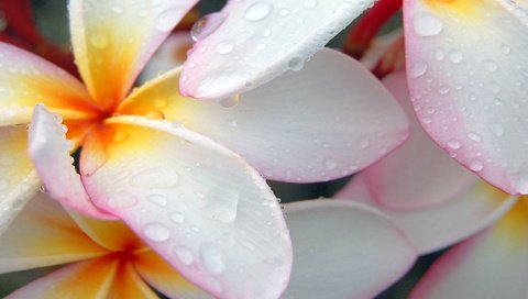 Обои макро, капли, лепестки, белый, плюмерия, франжипани, macro, drops, petals, white, plumeria, frangipani разрешение 1920x1200 Загрузить