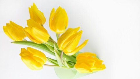 Обои цветы, желтый, жёлтая, stoc, flowers, yellow разрешение 1920x1200 Загрузить