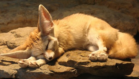 Обои спит, фенек, лисица, ушки, отдыхает, sleeping, fenech, fox, ears, resting разрешение 1920x1080 Загрузить