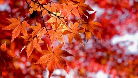 Обои осень, красные листья, стиль макро, autumn, red leaves, the style macro разрешение 1920x1200 Загрузить