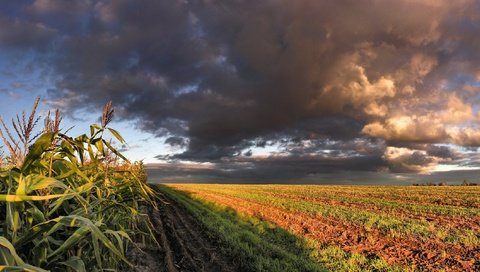 Обои облака, поле, кукуруза, clouds, field, corn разрешение 3200x1200 Загрузить