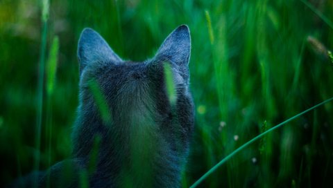 Обои кот, голубой, аватар, внимание, охотится, james cameron's cat, cat, blue, avatar, attention, hunts разрешение 3216x2136 Загрузить