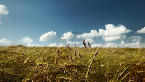 Обои небо, облака, поле, колосья, пшеница, the sky, clouds, field, ears, wheat разрешение 2560x1600 Загрузить