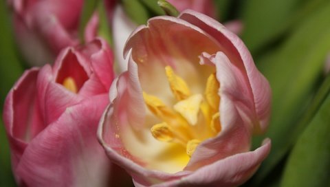 Обои cvety, цветы, vesna, tyulpan, природа, tychinki, макро, лепестки, тычинки, весна, тюльпаны, тюльпан, flowers, nature, macro, petals, stamens, spring, tulips, tulip разрешение 2976x2139 Загрузить