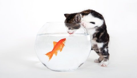 Обои котенок, белый, аквариум, рыбка, kitty, white, aquarium, fish разрешение 1920x1200 Загрузить