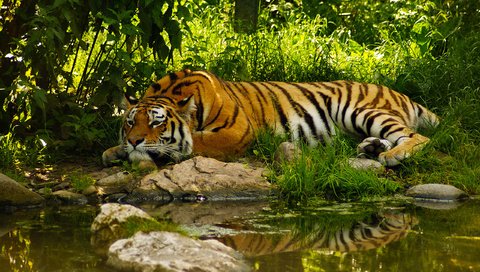 Обои тигр, морда, вода, хищник, пруд, отдых, умиротворение, полосый, tiger, face, water, predator, pond, stay, peace разрешение 2560x1600 Загрузить