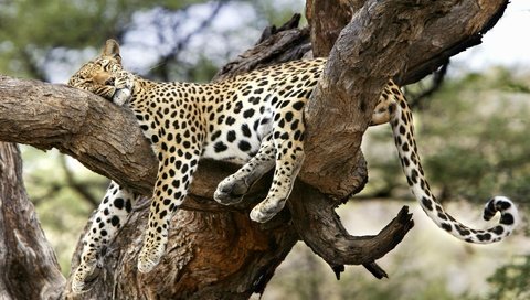 Обои дерево, сон, леопард, удобный, спящий леопард, tree, sleep, leopard, convenient, sleeping leopard разрешение 1920x1200 Загрузить