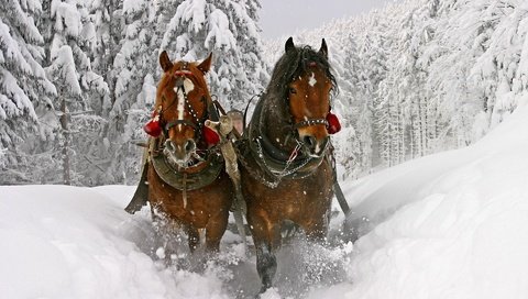 Обои деревья, сугробы, снег, зима, сани, лошади, кони, winter sledge, красивые, глубокие, deep, trees, the snow, snow, winter, sleigh, horse, horses, beautiful разрешение 1920x1200 Загрузить