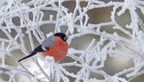 Обои снег, зима, ветки, иней, птица, снегирь, snow, winter, branches, frost, bird, bullfinch разрешение 1920x1200 Загрузить
