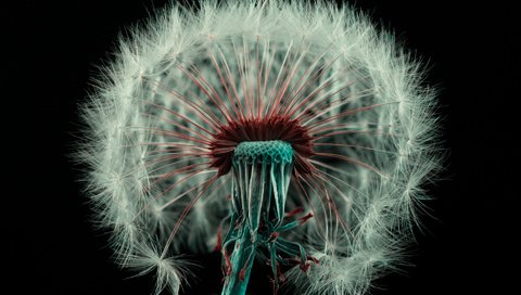 Обои цветок, белый, черный фон, одуванчик, пух, пушинки, былинки, flower, white, black background, dandelion, fluff, fuzzes, blade разрешение 1920x1200 Загрузить