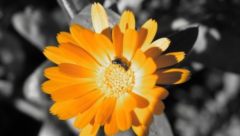 Обои цвет, оранжевый, пчела, color, orange, bee разрешение 2560x1600 Загрузить