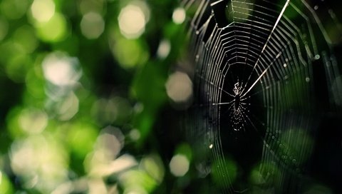 Обои зелень, паук, паутина, greens, spider, web разрешение 1920x1440 Загрузить