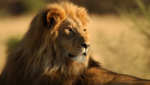 Обои животные, африка, львов, львы, дикие кошки, саванна, animals wallpapers, animals, africa, lions, wild cats, savannah разрешение 2560x1600 Загрузить